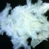 Plumes Blanches Pied Plat (Sachet 25 Grammes)